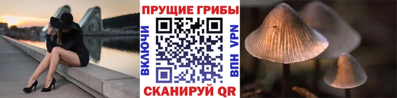 Галлюциногенные грибы MAGIC MUSHROOMS  как найти   Покачи 